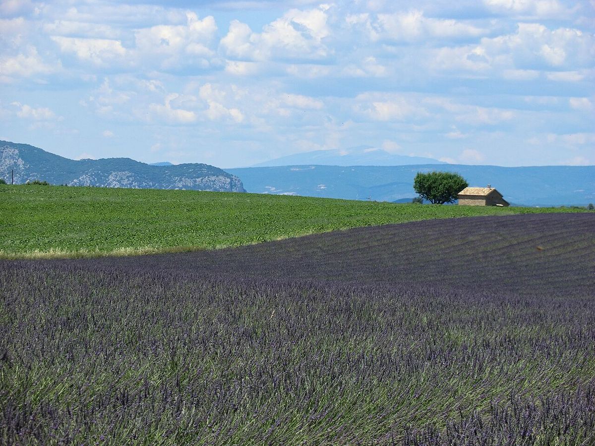 Champs de lavande